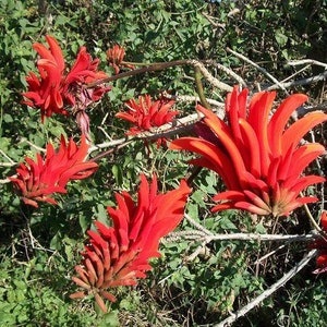 EXOTIC! Erythrina indica CORAL TREE Seeds 