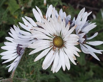 P. willinckii 'Jenny' TC 1627 Platycerium willinckii 'Jenny