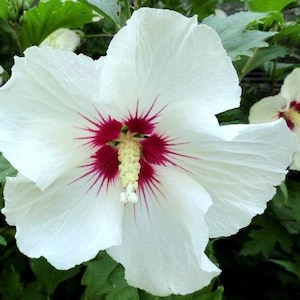 Hibiscus syriacus | Shrub Althea Red Heart | Rose of Sharon | 10 Seeds