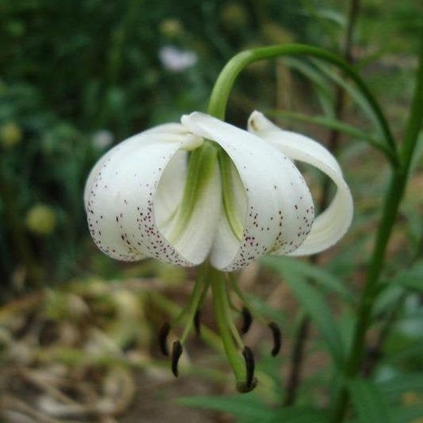 Lilium taliense | Turks Cap | 10 Seeds