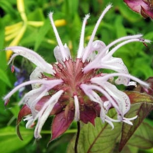Monarda bradburiana | Horsemint | Bradburys Beebalm | 20 Seeds