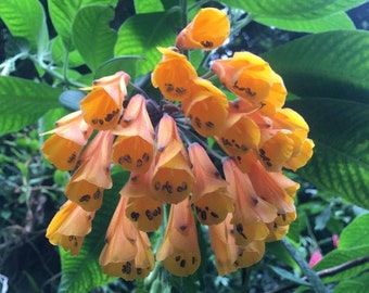 Bomarea sp. Orange | Orange Bomarea | 5 Seeds