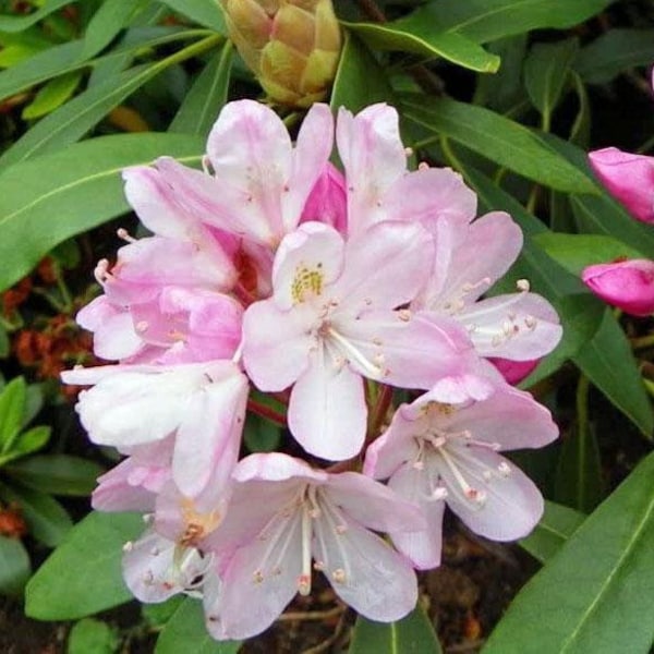 Rhododendron maximum | Rosebay | American | Great Laurel | 150 Seeds