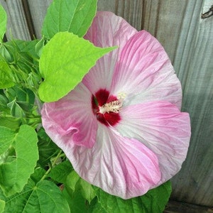 Hibiscus moscheutos | Luna Pink Swirl | 20 Seeds