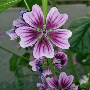 Malva sylvestris Zebrina | Striped Mallow | 50 Seeds