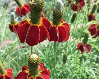 Ratibida columnifera | Dwarf Red Coneflower | Red Midget | 1000 Seeds