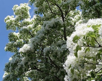 Chionanthus retusus | Chinese Fringe Tree | 10 Seeds