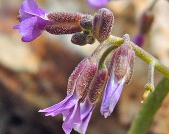 Boechera pulchra | Princes Rock Cress | 10 Seeds