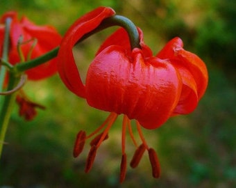 Lilium pumilum | Coral Lily | Low Lily | Siberian Lily | 10 Seeds