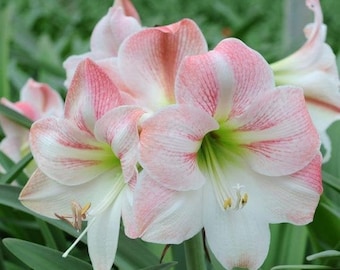 Hippeastrum | Amaryllis Apple Blossom | 5 Seeds