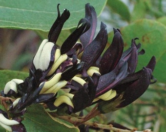 Kennedia nigricans | Black Coral Pea | Black Kennedia | 20 Seeds