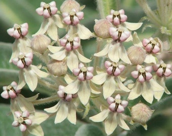 Asclepias eriocarpa | Indian or Kotolo Milkweed | Woollypod | 10 Seeds