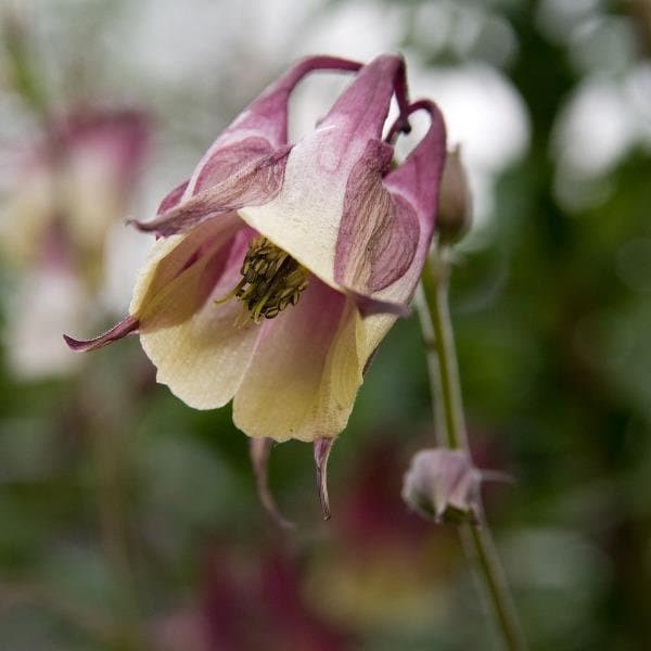 Aquilegia buergeriana | Calimero | 20 Seeds