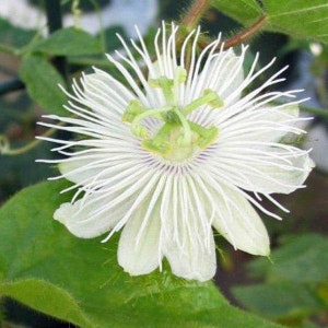 Passiflora foetida Alba | Love-In-A-Mist | Running Pop | 5 Seeds