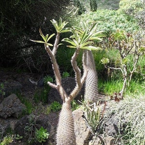 Pachypodium geayi Elephants Foot Madagascar Palm 10 Seeds image 1