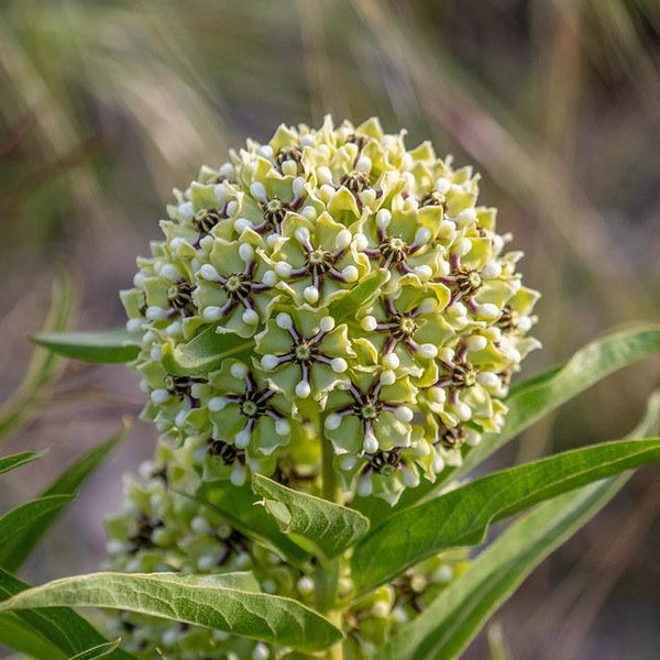 Asclepias asperula | Green-Flowered Milkweed | Spider Antelope Horns | 10 Seeds