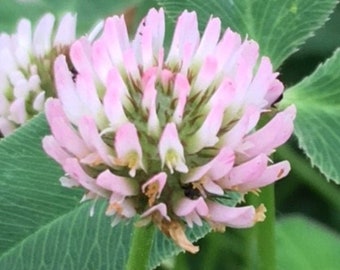 Trifolium fragiferum | Strawberry Clover | Strawberry Headed Clover | 250 Seeds