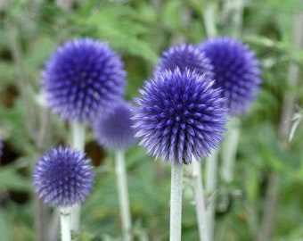 Echinops ritro | Globe Thistle | Southern Globethistle | 10 Seeds