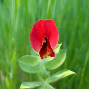 May include: A single red flower with a unique shape blooms in a field of green grass.