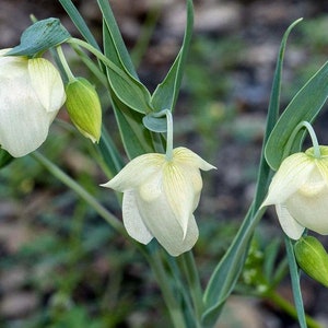 Calochortus albus | White or Pink Fairy Lantern | 5 Seeds