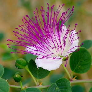 Capparis spinosa | Caper Bush | Flinders Rose | 100 Seeds