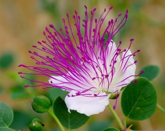 Capparis spinosa | Caper Bush | Flinders Rose | 100 Seeds