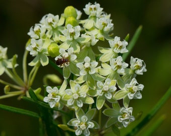Asclepias verticillata l Whorled Milkweed l 50 seeds