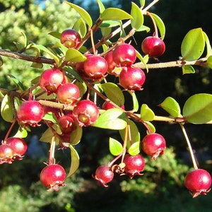 Ugni molinae | Chilean Guava | Strawberry Myrtle | 30 Seeds