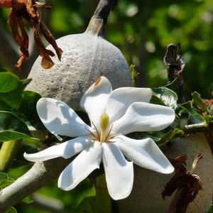 Gardenia thunbergia Thunbergs or White Gardenia 5 Seeds image 1