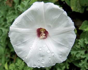 Merremia dissecta | Alamo or Noyau Vine | 10 Seeds