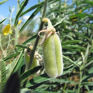 Crotalaria juncea Sunn Hemp 10 Seeds image 2