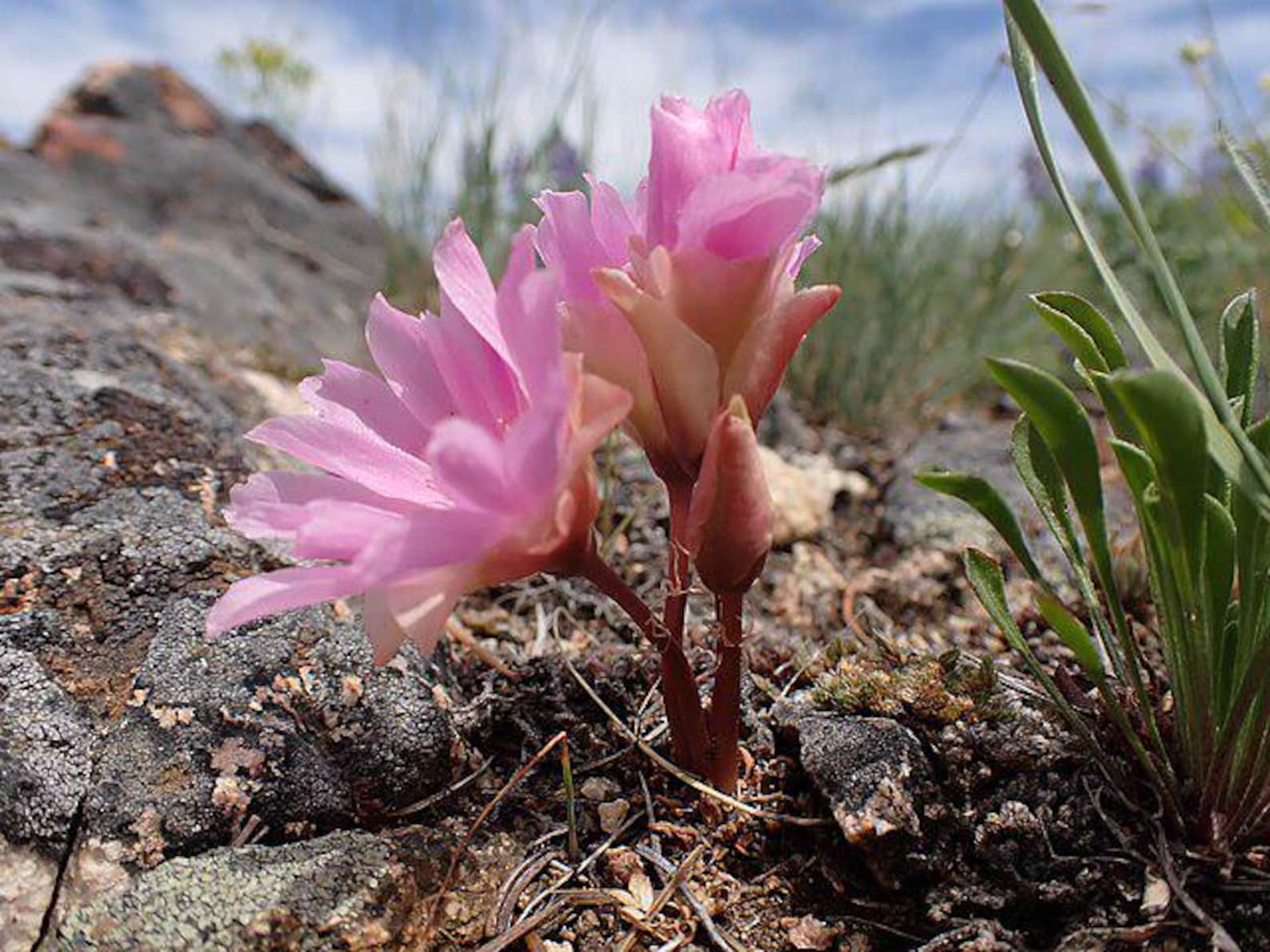 Lewisia Rediviva | Bitterroot | RARE | 5 Seeds - Etsy