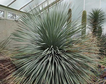 Dasylirion wheeleri | Blue Sotol | Desert Spoon | 10 Seeds