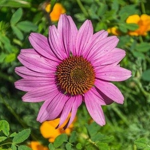 Echinacea purpurea | Purple or Hedgehog Coneflower | 300 Seeds