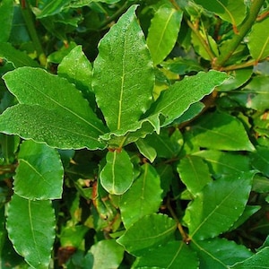 Laurus nobilis / Laurel / Laurel dulce / Laurel griego / 10 semillas