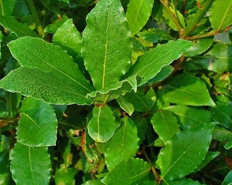 Laurus nobilis | Bay Laurel | Sweet Bay | Grecian laurel | 10 Seeds