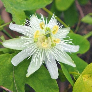 Passiflora subpeltata White Passionflower 5 Seeds image 1