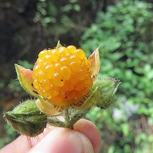 May include: A bright yellow cloudberry with a textured, segmented surface, nestled within a green, hairy calyx. The fruit is round and composed of multiple small, translucent drupelets, showing a vibrant golden hue against a natural backdrop.