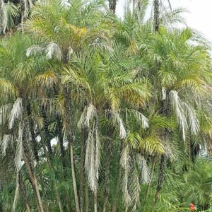 Phoenix paludosa | Mangrove Date Palm | 5 Seeds
