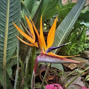 Strelitzia reginae Bird of Paradise Crane Flower 10 Seeds image 5