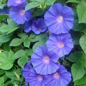 Ipomoea purpurea | Purple or Tall Morning Glory | 10 Seeds