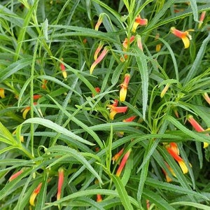 Lobelia laxiflora subsp. angustifolia Hardy or Mexican Lobelia 50 Seeds image 6