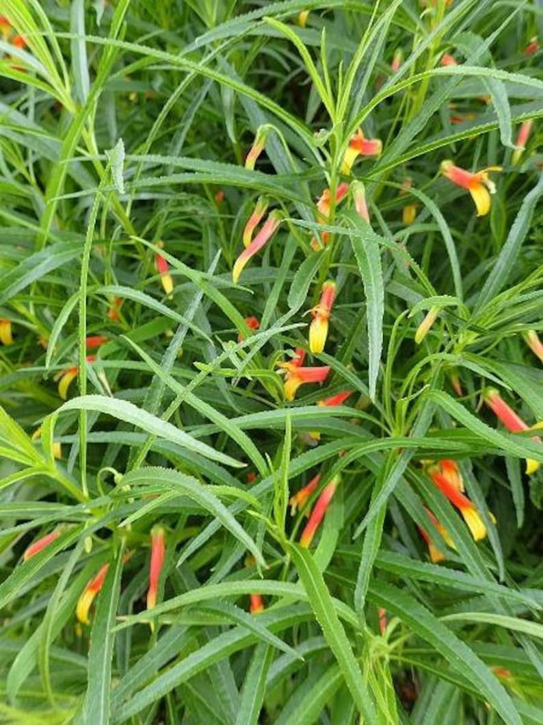 Lobelia laxiflora subsp. angustifolia Hardy or Mexican Lobelia 50 Seeds image 6