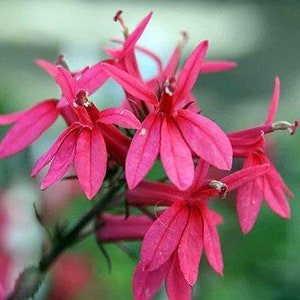 Lobelia speciosa Starship Scarlet | 10 Pelleted Seeds