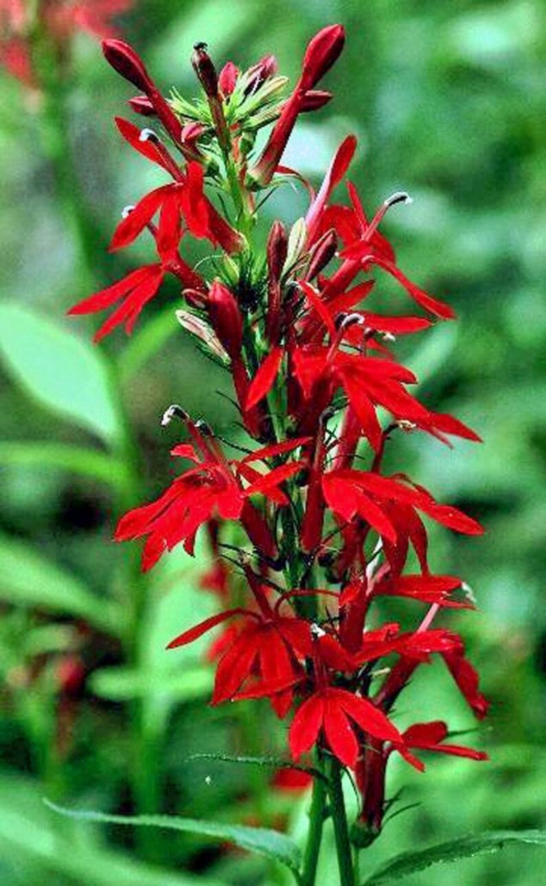 PlantFlowerSeeds Lobelia cardinalis Queen Victoria Seeds - Thumbnail 5