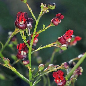 Scrophularia californica California Bee Plant 20 Seeds image 1