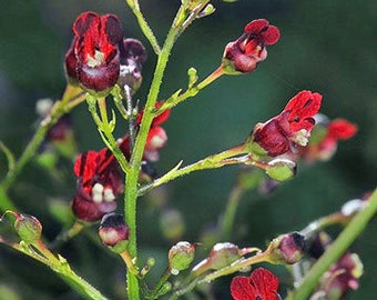 Scrophularia californica | California Bee Plant | 20 Seeds