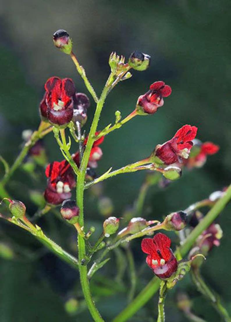 Scrophularia californica California Bee Plant 20 Seeds image 1