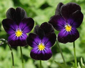 Viola cornuta | Bowles Black Viola | 10 Seeds