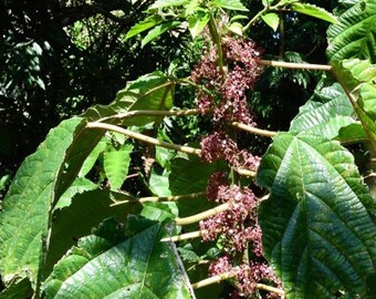 Urera baccifera | Nettle Tree | Chichaste | Pink Scratchbush | 10 Seeds